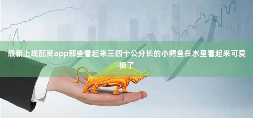 最新上线配资app那些看起来三四十公分长的小鳄鱼在水里看起来可爱极了